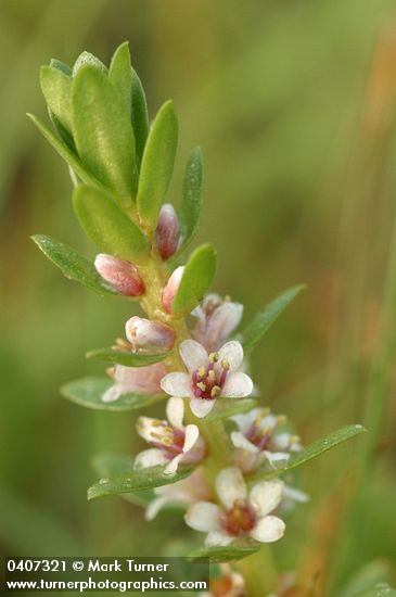 Glaux maritima