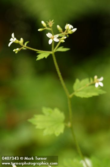 Boykinia occidentalis (B. elata)