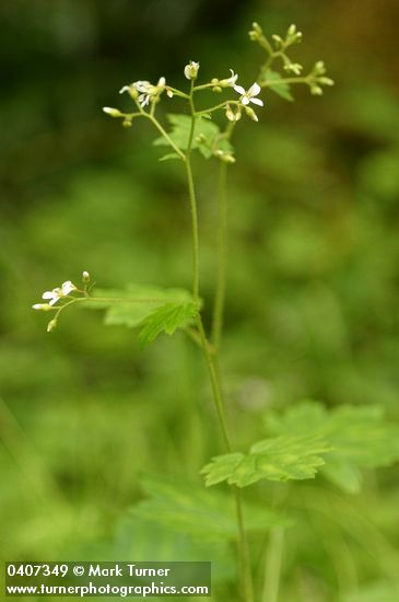 Boykinia occidentalis (B. elata)