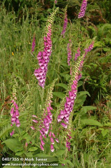 Digitalis purpurea