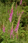 Foxglove