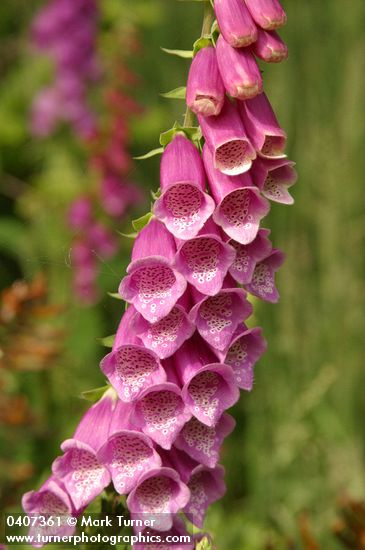 Digitalis purpurea