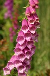 Foxglove blossoms