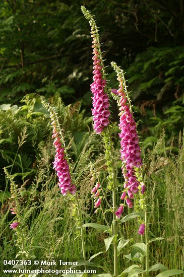 Digitalis purpurea