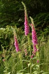 Foxglove