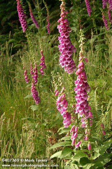 Digitalis purpurea