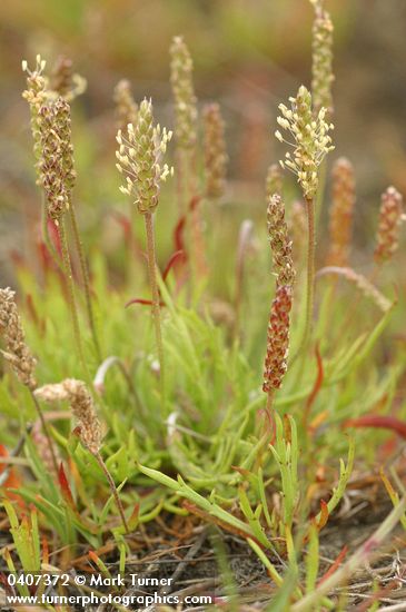 Plantago coronopus