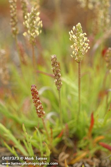 Plantago coronopus