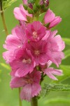 Henderson's Checker Mallow blossoms detail