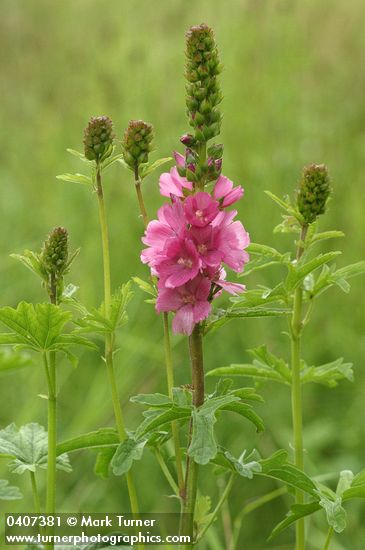 Sidalcea hendersonii