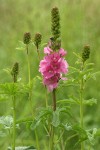 Henderson's Checker Mallow blossoms & foliage