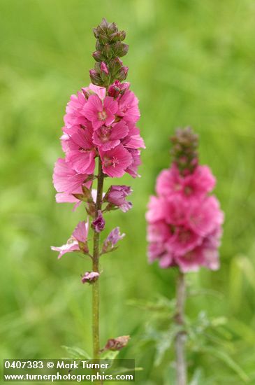 Sidalcea hendersonii