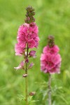 Henderson's Checker Mallow blossoms