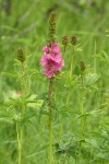 Henderson's Checker Mallow