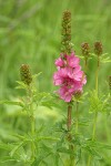 Henderson's Checker Mallow