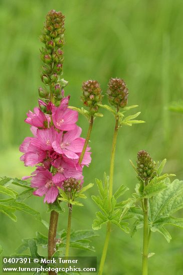 Sidalcea hendersonii