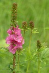 Henderson's Checker Mallow