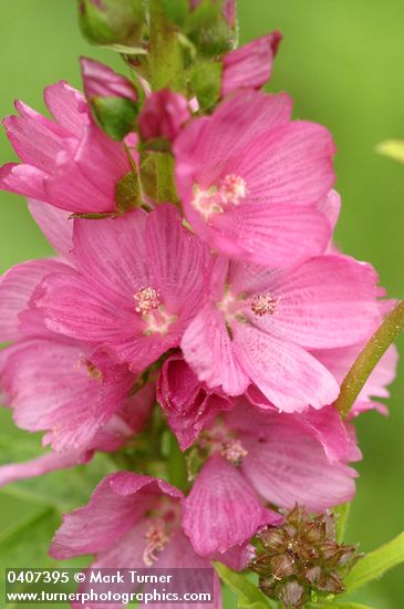 Sidalcea hendersonii