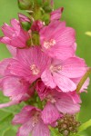 Henderson's Checker Mallow blossoms detail