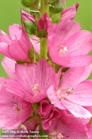 Sidalcea hendersonii