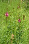 Henderson's Checker Mallow