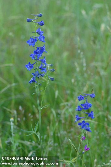 Delphinium nuttallii