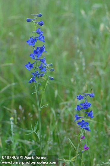 Delphinium nuttallii