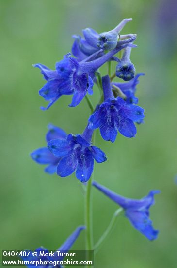 Delphinium nuttallii