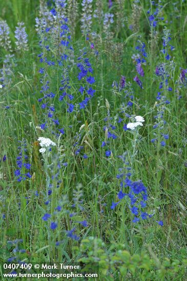 Delphinium nuttallii