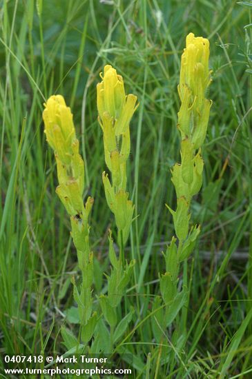 Golden Paintbrush