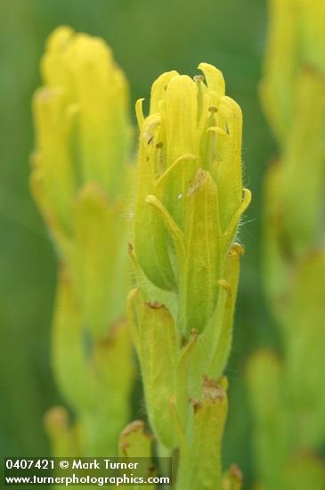 Castilleja levisecta