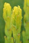 Golden Paintbrush bracts & blossoms detail