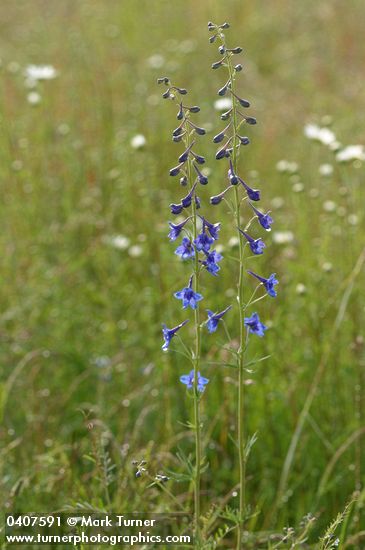 Delphinium nuttallii