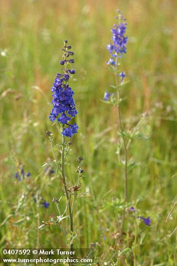 Delphinium nuttallii