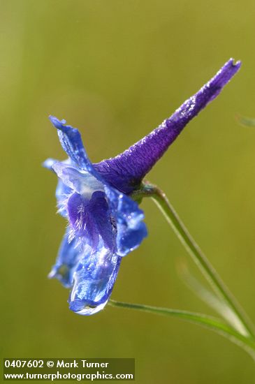 Delphinium nuttallii