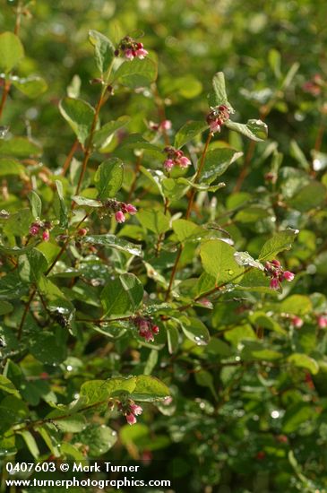 Symphoricarpos albus