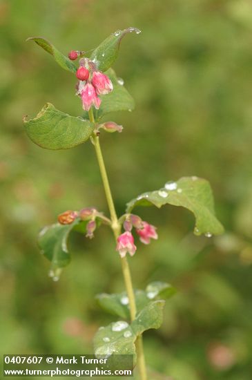 Symphoricarpos albus