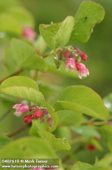 Symphoricarpos albus