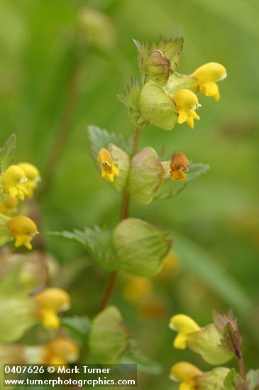 Rhinanthus minor ssp. minor