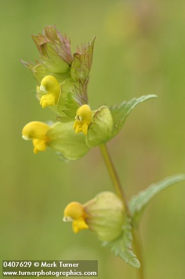 Rhinanthus minor ssp. minor