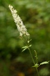 Tall Bugbane