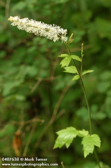 Cimicifuga elata