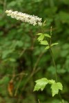 Tall Bugbane