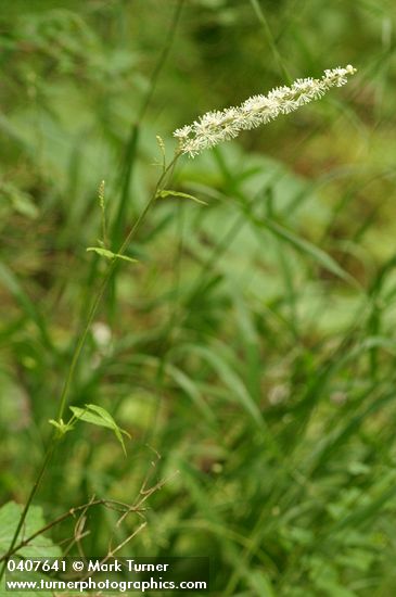 Cimicifuga elata