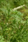 Tall Bugbane