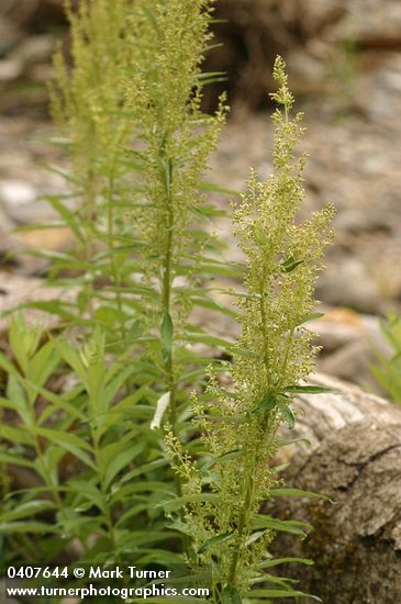 Artemisia suksdorfii