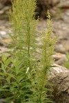 Coast Sagewort