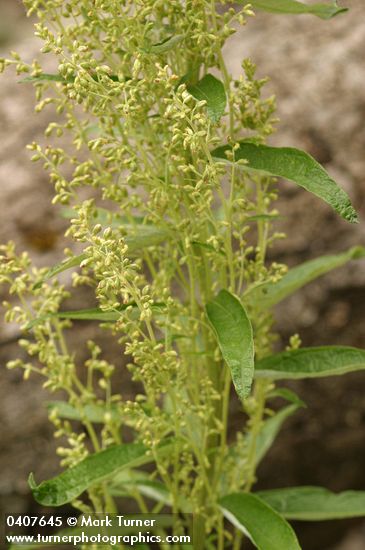 Artemisia suksdorfii