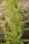 Coast Sagewort