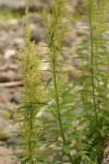 Coast Sagewort